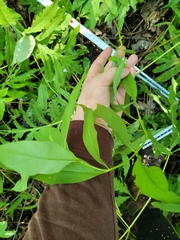 Lysimachia terrestris