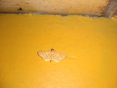 Polygrammodes eleuata