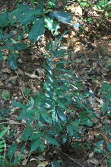 Pteris insignis