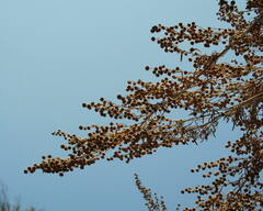 Artemisia arborescens