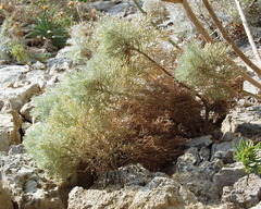 Artemisia arborescens