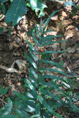 Pteris insignis
