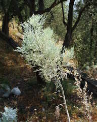 Artemisia arborescens