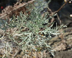 Artemisia arborescens