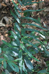 Pteris insignis