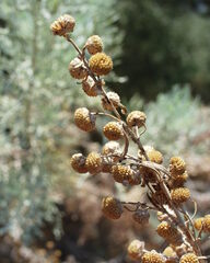 Artemisia arborescens