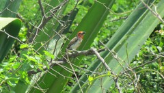 Lybius vieilloti