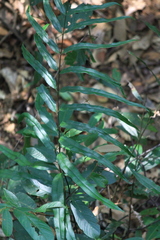 Pteris insignis