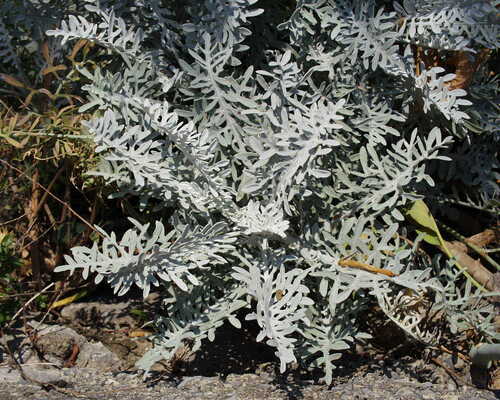 Fiordaliso delle scogliere