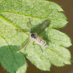 Entomophthorales