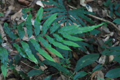 Pteris insignis
