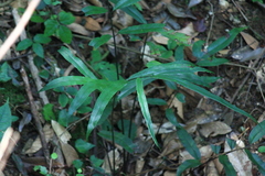 Pteris insignis