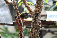 Icterus pyrrhopterus