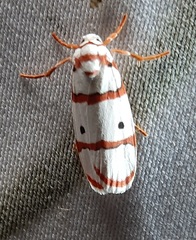 Lepidoptera