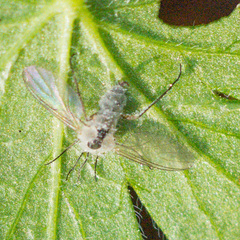Entomophthorales