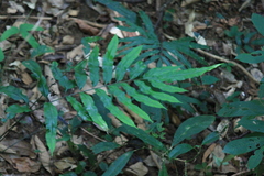 Pteris insignis