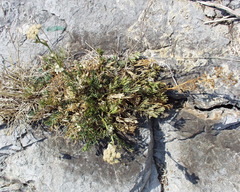 Seseli polyphyllum