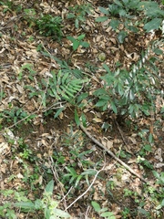 Pteris insignis