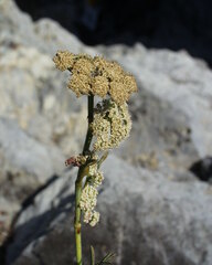 Seseli polyphyllum
