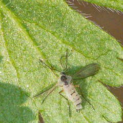 Entomophthorales