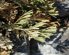 Seseli polyphyllum