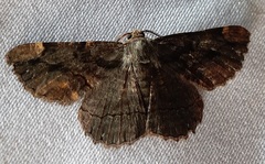 Lepidoptera