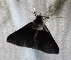 Lepidoptera
