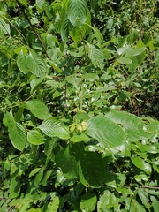 Mussaenda shikokiana