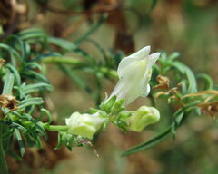 Antirrhinum siculum