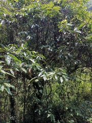 Lindera megaphylla