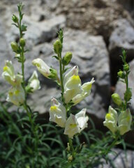 Antirrhinum siculum