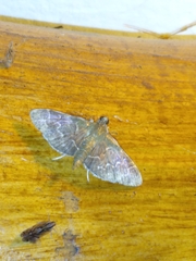 Pilocrocis