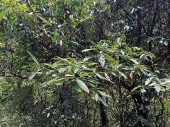 Lindera megaphylla