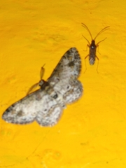 Pilocrocis