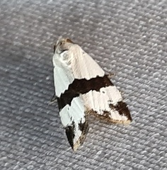 Maliattha