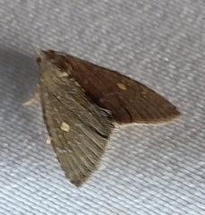 Lepidoptera