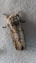 Lepidoptera