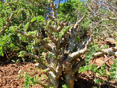 Pelargonium carnosum carnosum
