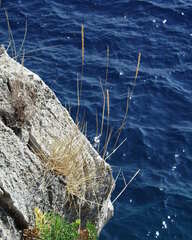 Elymus athericus