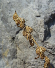 Melilotus italicus