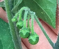 Solanum villosum