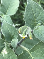 Solanum villosum