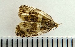 Olethreutes valdanum