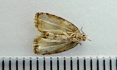 Olethreutes valdanum