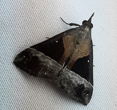Lepidoptera