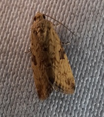 Lepidoptera