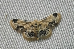 Lepidoptera