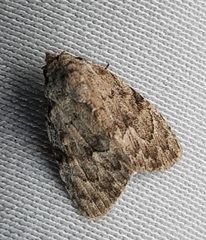 Lepidoptera