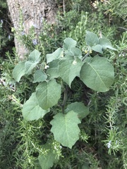 Solanum villosum