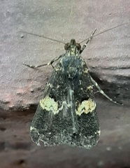 Lepidoptera